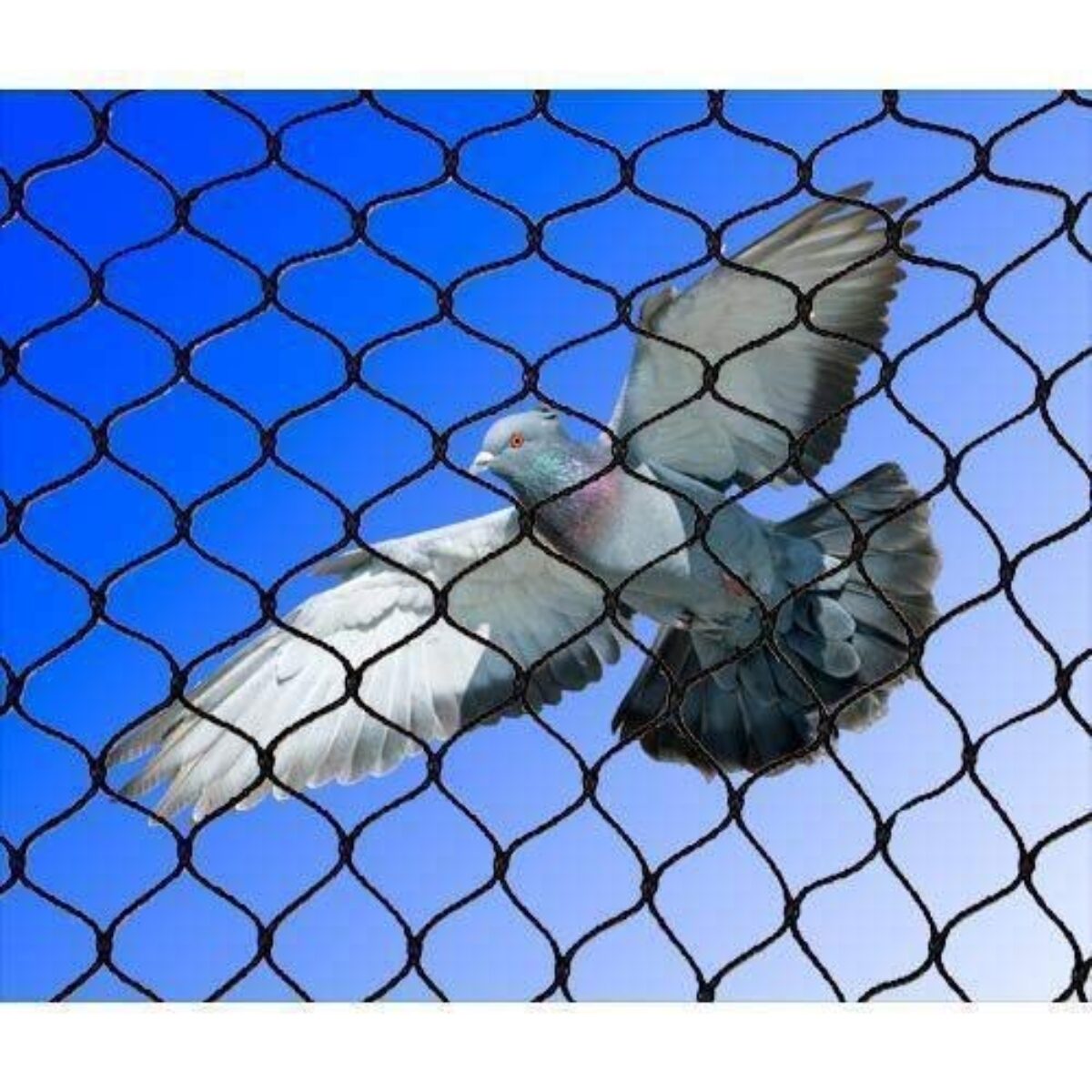 pigeon nets